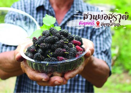 เที่ยวสวนมัลเบอร์รี่สุดฟิน เดินชิมสดๆจากต้น